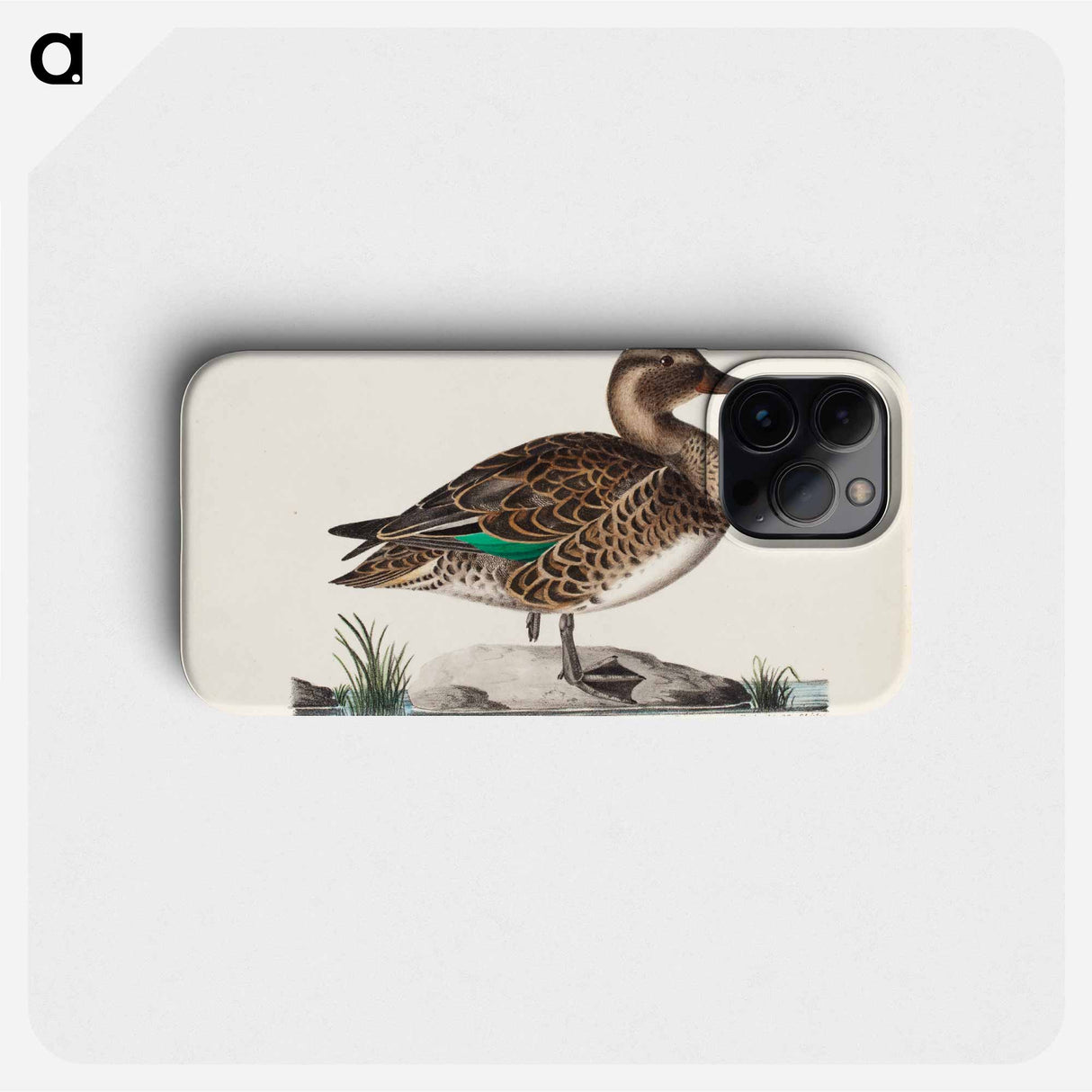 Old teal in summer plumage, male - Wilhelm von Wright Phone Case.