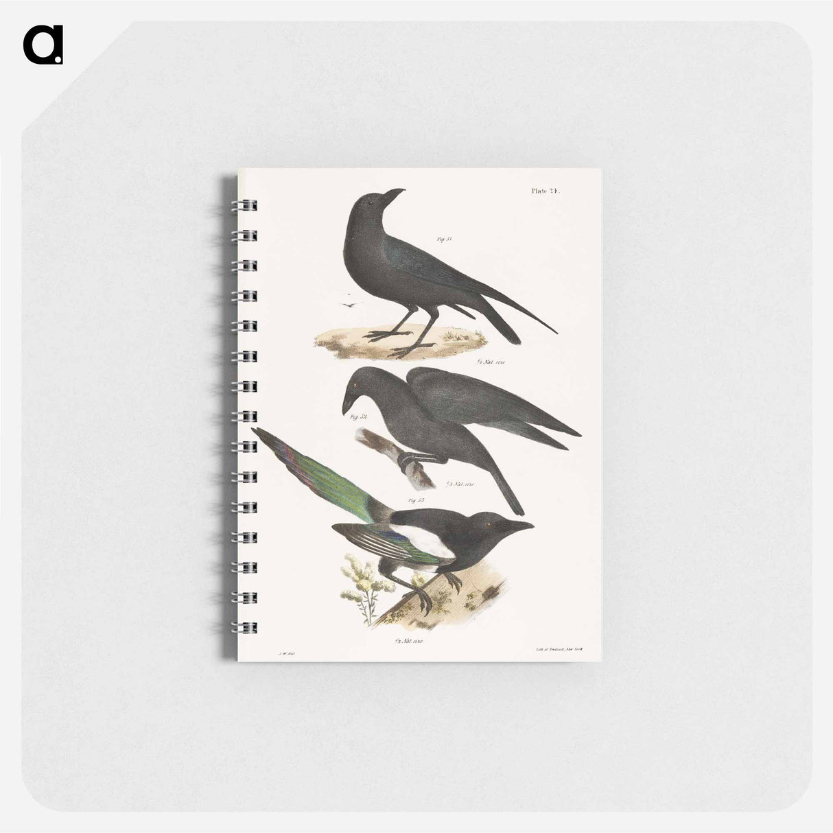 The Raven (Corvus corax) - ニューヨークの動物学 Memo.