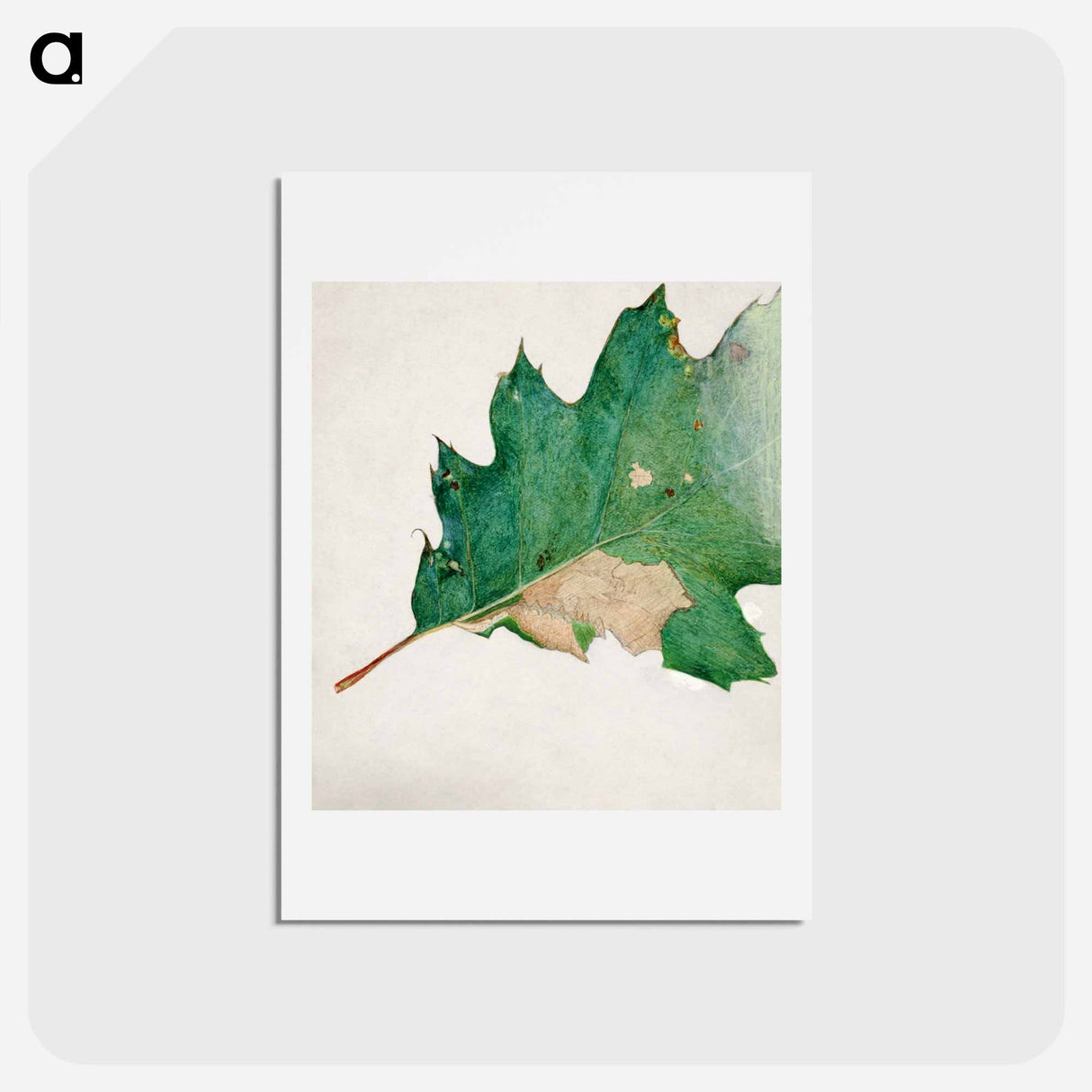 Oligocentra Lignicolor - アボット ハンダーソン セイヤー Postcard.