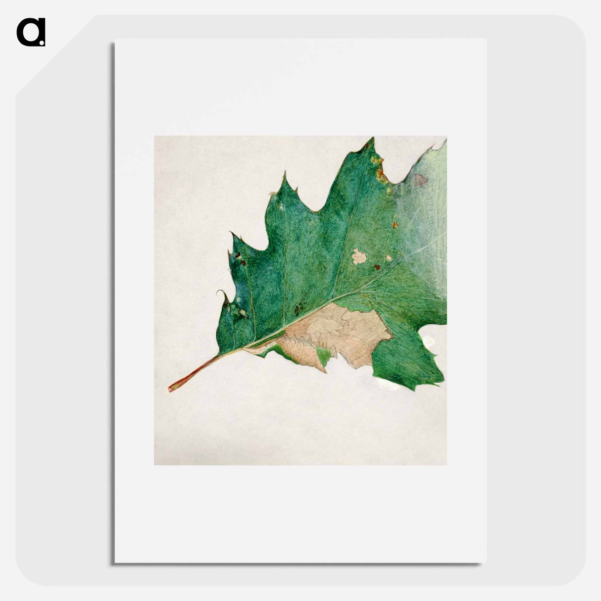 Oligocentra Lignicolor - アボット ハンダーソン セイヤー Poster.