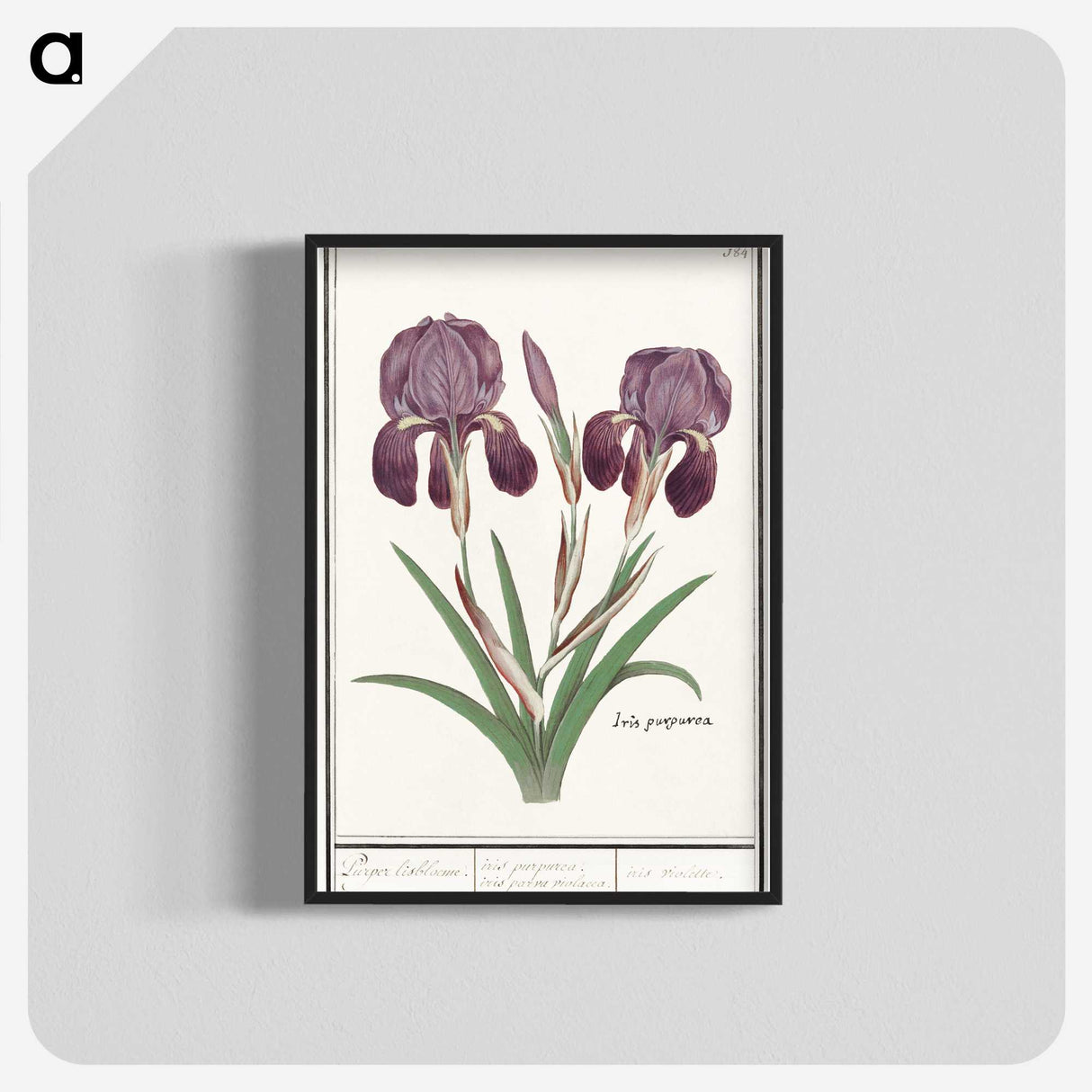 1-48_Anselmus-Boetius-de-Boodt_blk-crop