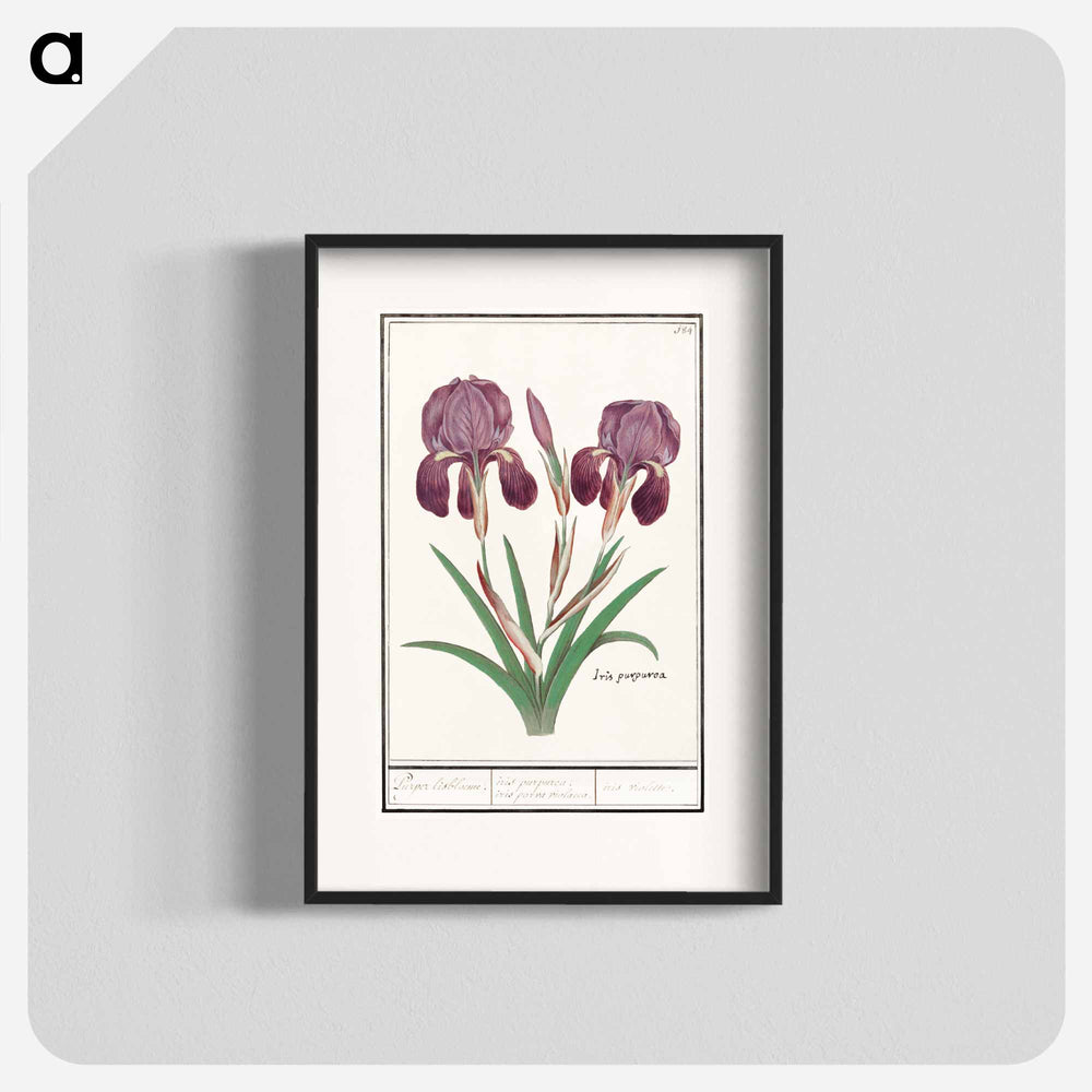 Purple iris - アンセルムス ボエティウス デ ブート Poster.
