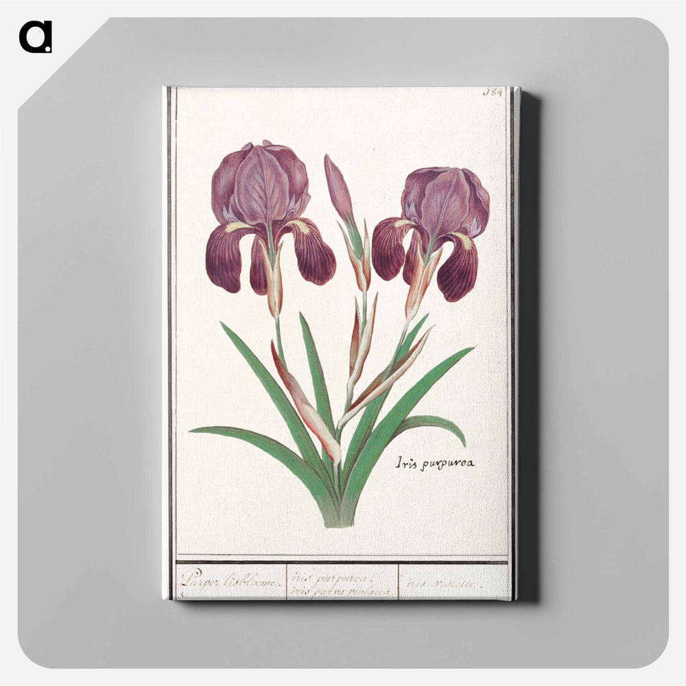 Purple iris - アンセルムス ボエティウス デ ブート Canvas.