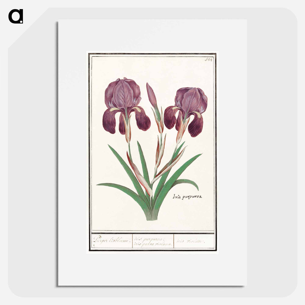 Purple iris - アンセルムス ボエティウス デ ブート Poster.