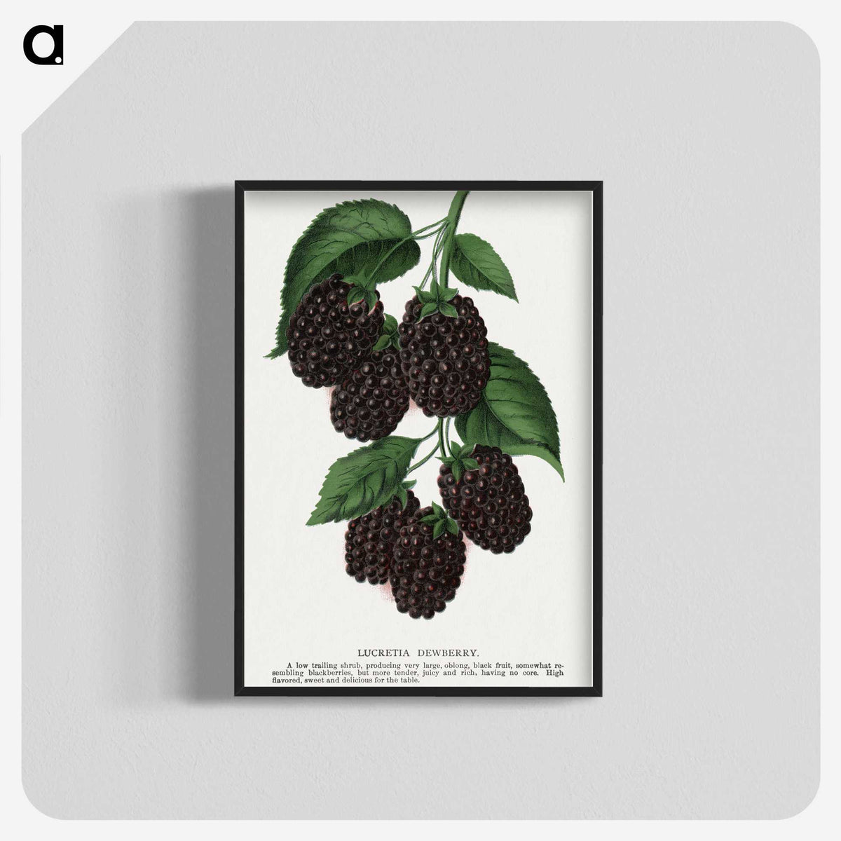 1-48_Botanical-Specimen-Plates_blk-crop