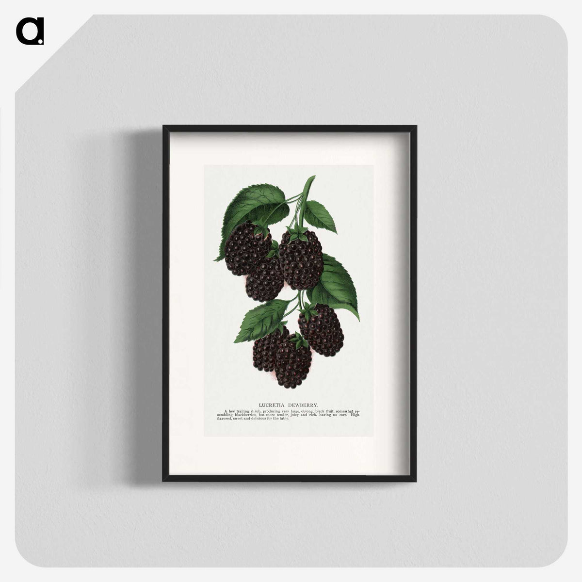 1-48_Botanical-Specimen-Plates_blk