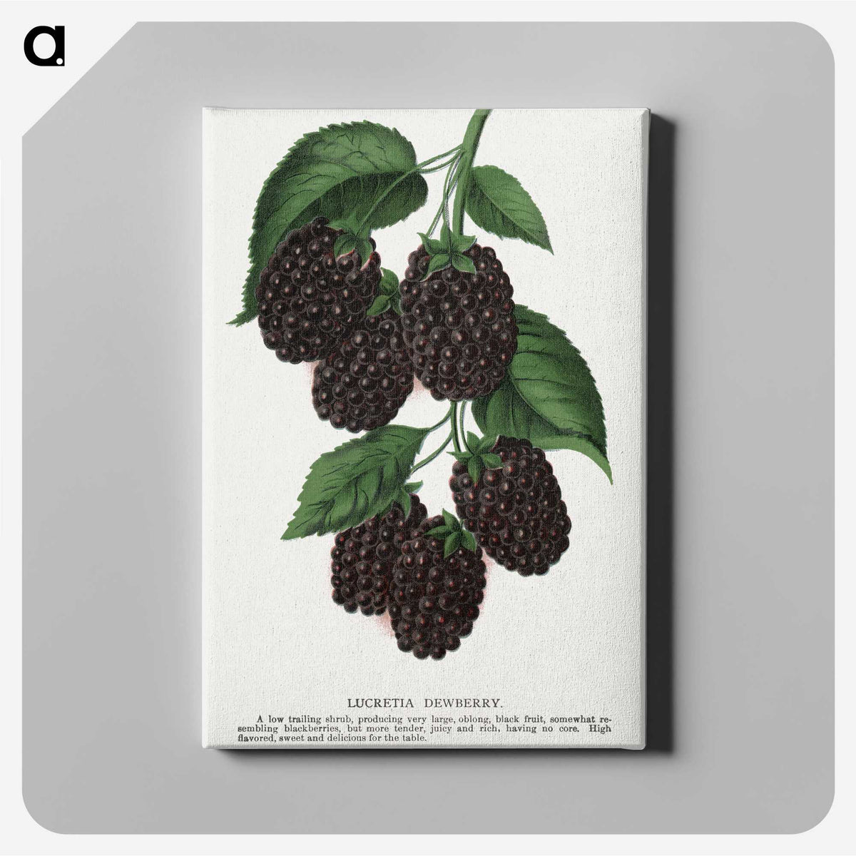 1-48_Botanical-Specimen-Plates_canvas