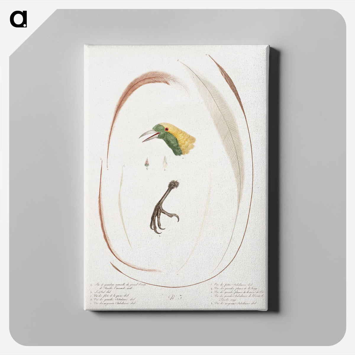 1-48_Des-Oiseaux-de-Paradis_canvas