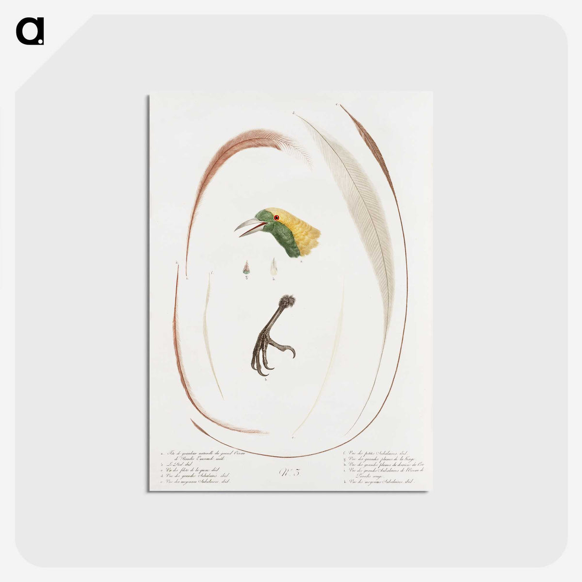 1-48_Des-Oiseaux-de-Paradis_postcard