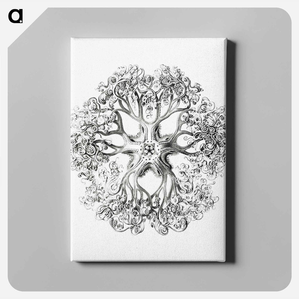 Vintage brittle star illustration - エルンスト ヘッケル Canvas.