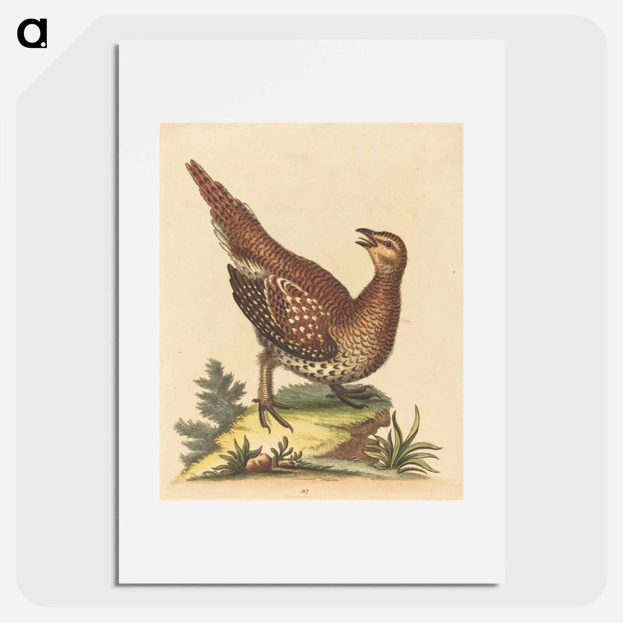 アートポスター-Brown Speckled Bird
- ジョージ エドワーズ Poster.