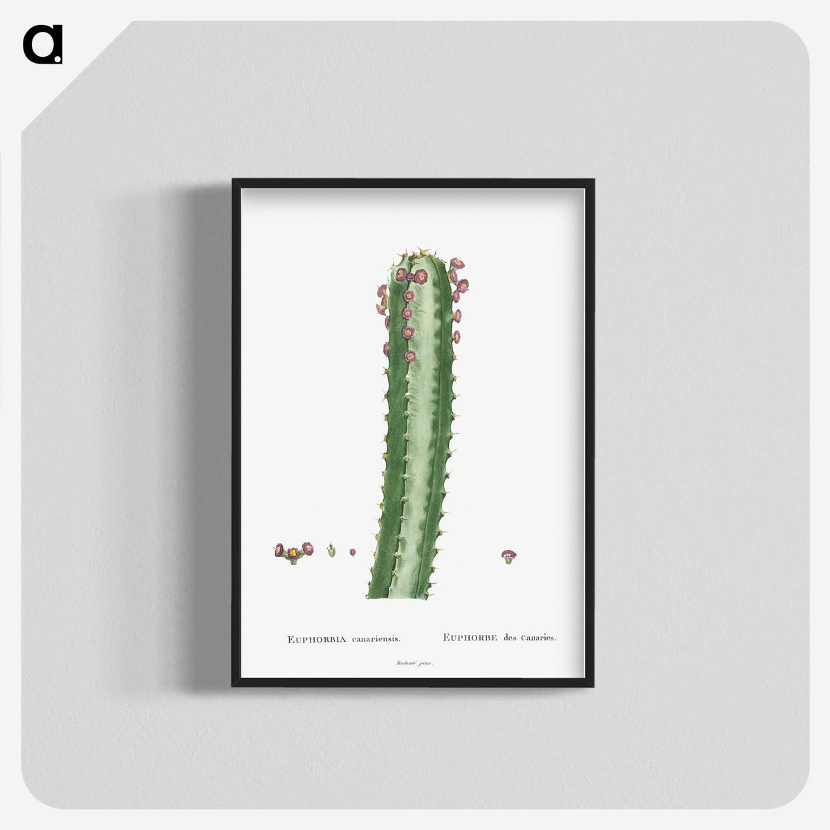 1-48_Histoire-des-Plantes-Grasses_blk-crop