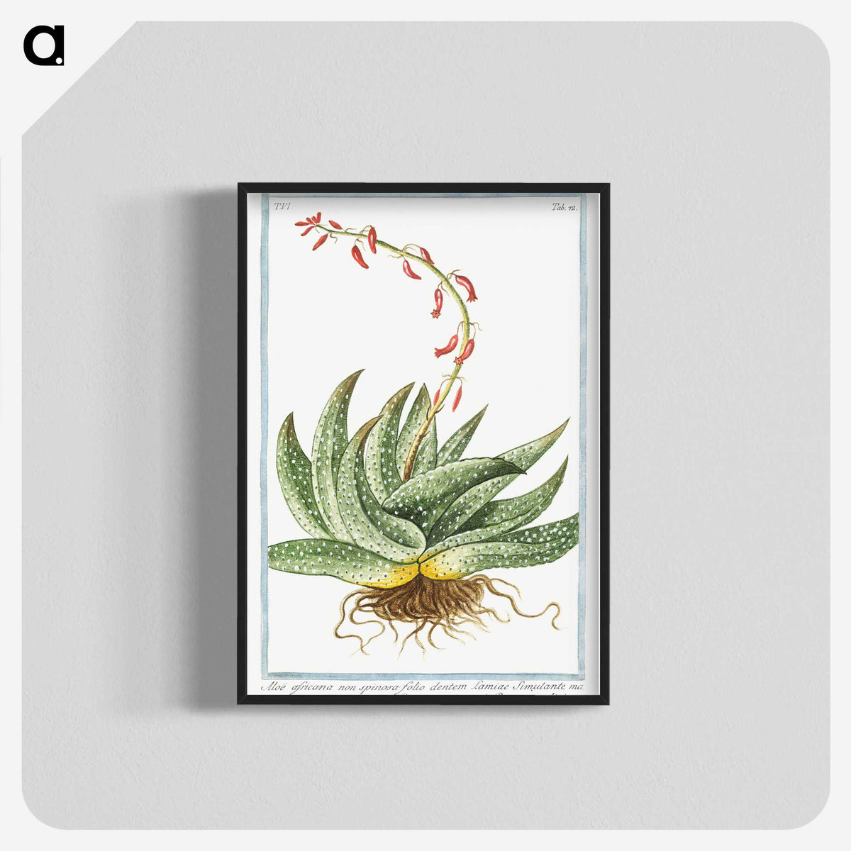 1-48_Hortus-Romanus-Botanical-Plates_blk-crop