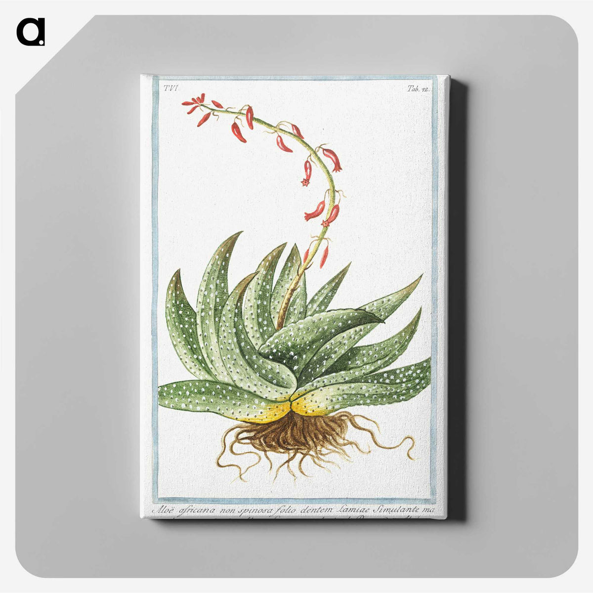1-48_Hortus-Romanus-Botanical-Plates_canvas
