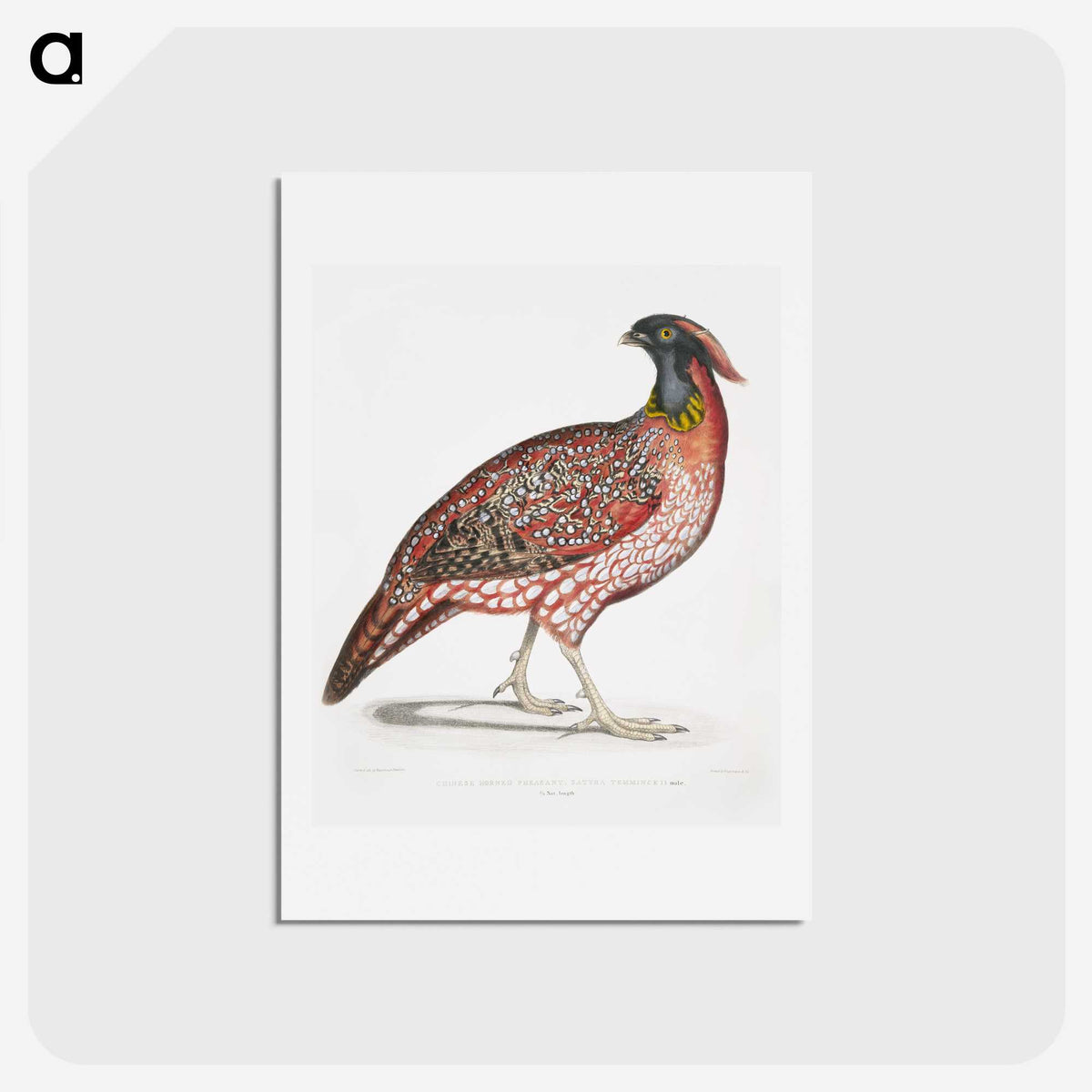 1-48_Indian-Zoology_hagaki