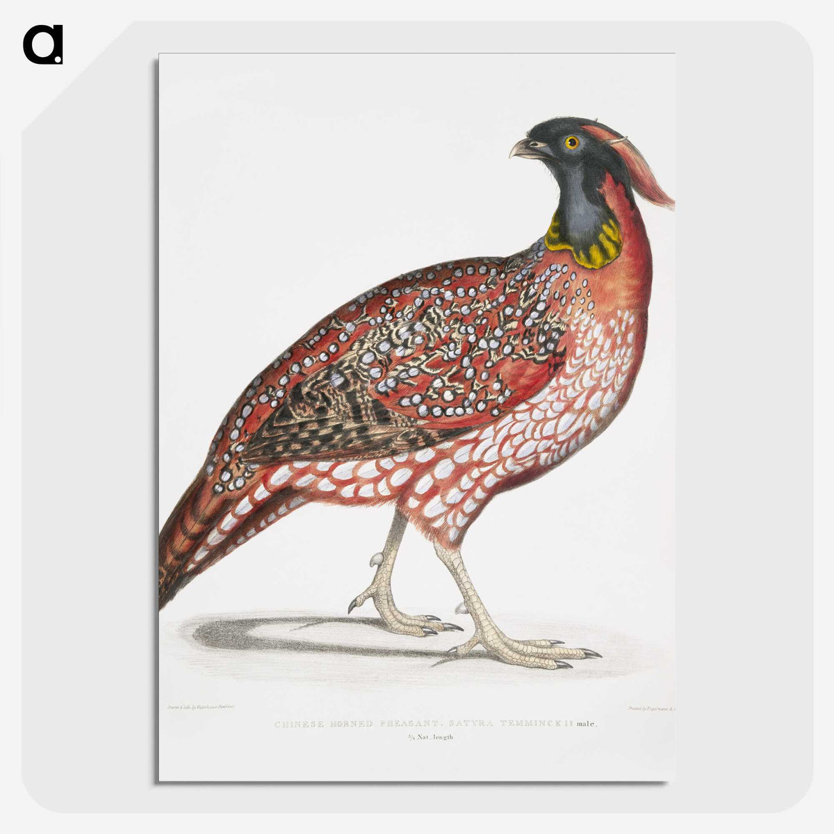 1-48_Indian-Zoology_picture-crop