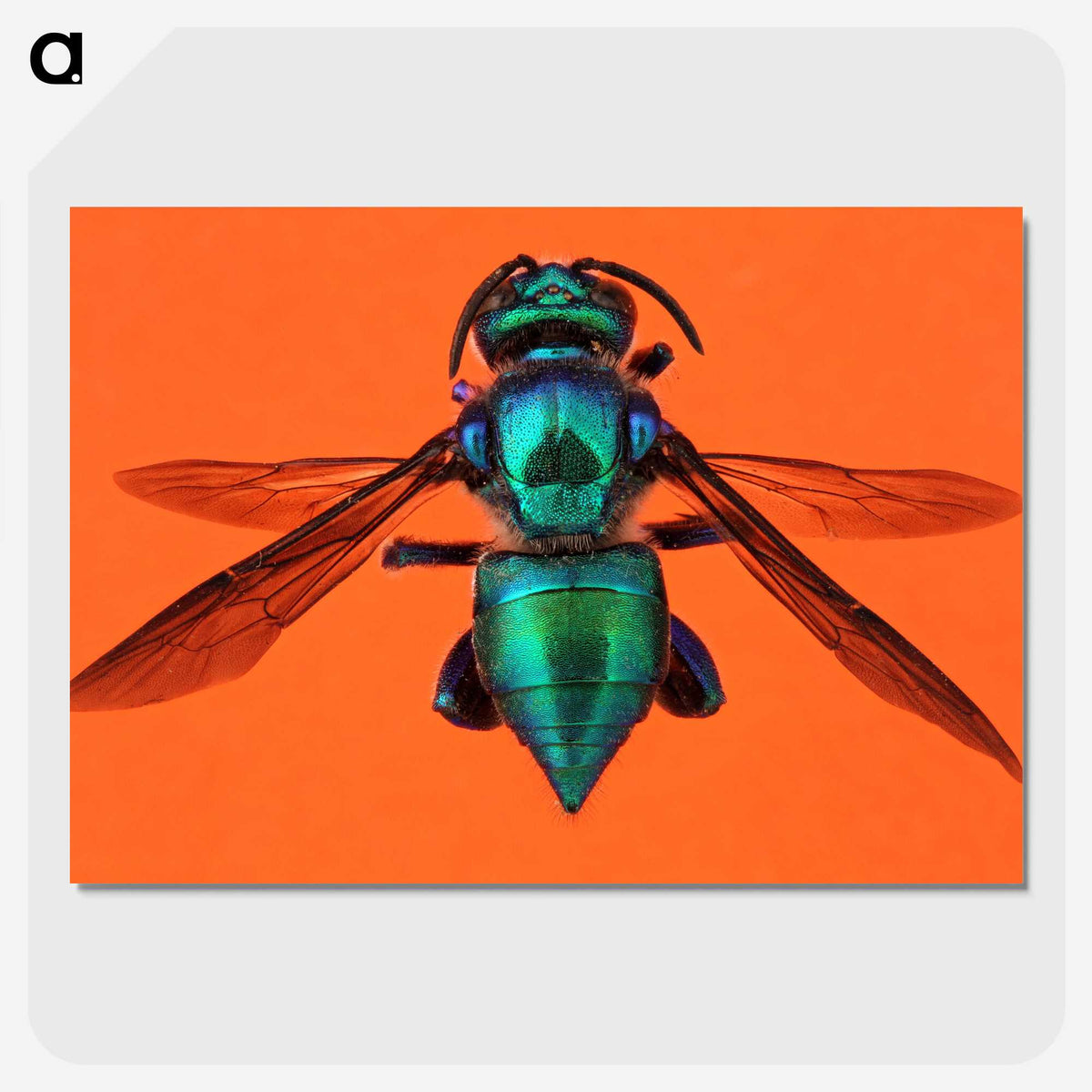 1-48_Insects-Unlocked-Project_picture-crop