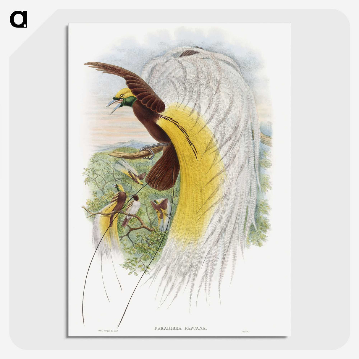 1-48_John-Gould_picture-crop