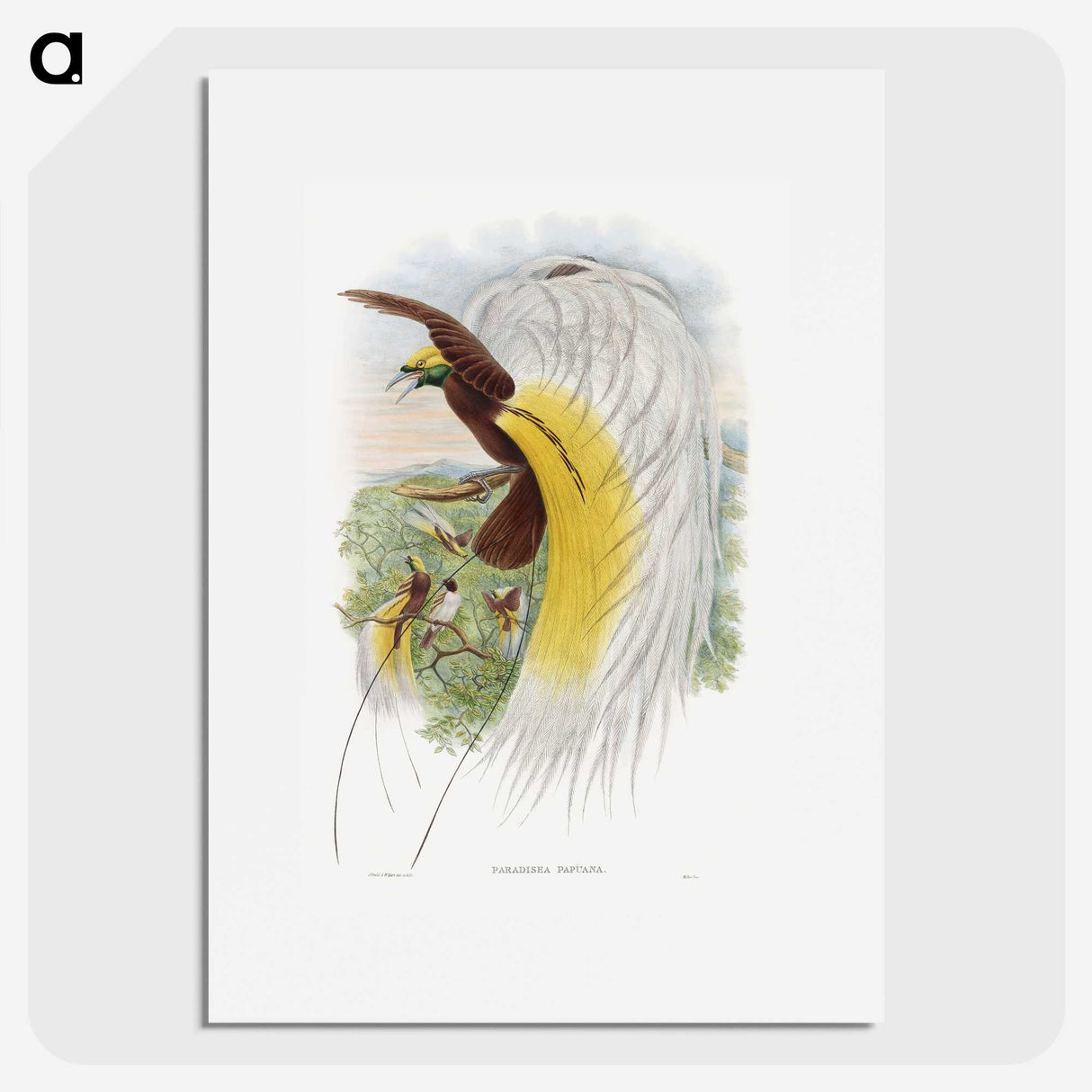 1-48_John-Gould_picture