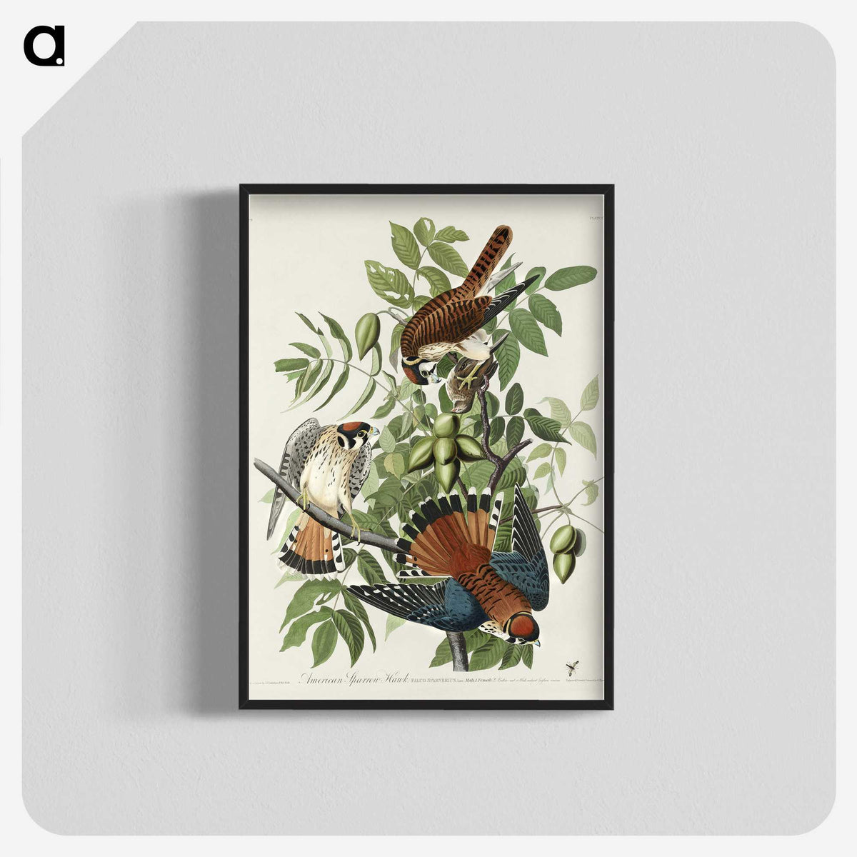 1-48_John-James-Audubon_blk-crop