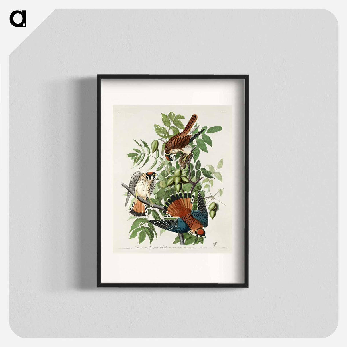 アートポスター-American Sparrow Hawk
- ジョン ジェームス オーデュボン Poster.