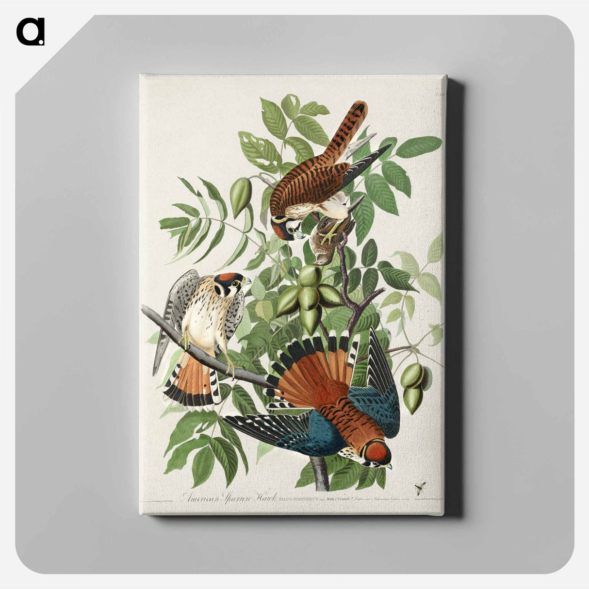 アートパネル-American Sparrow Hawk
- ジョン ジェームス オーデュボン Canvas.