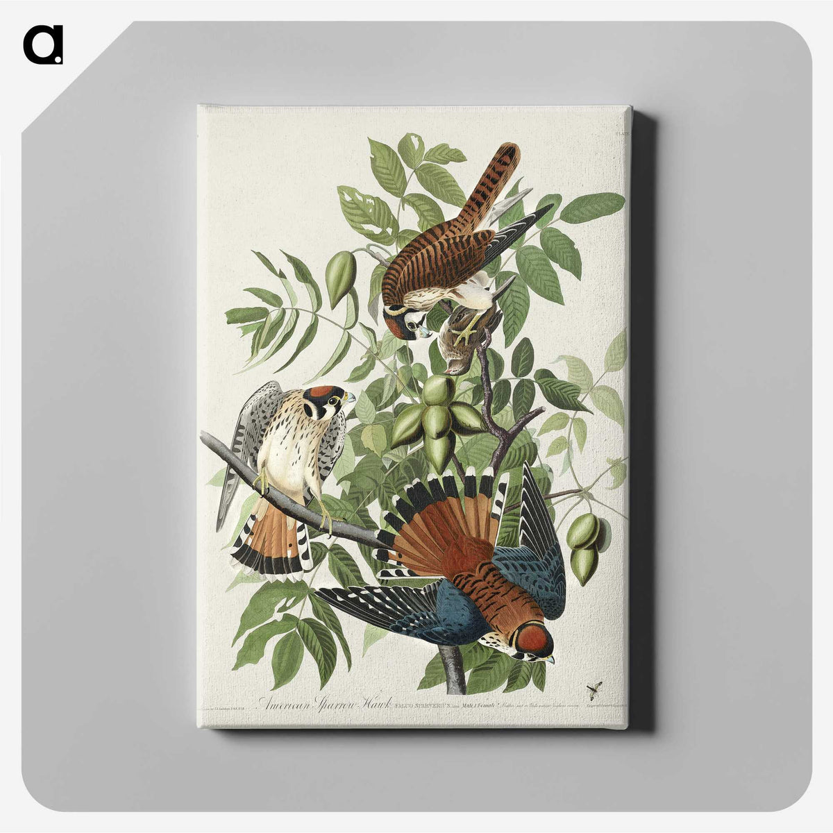 1-48_John-James-Audubon_canvas