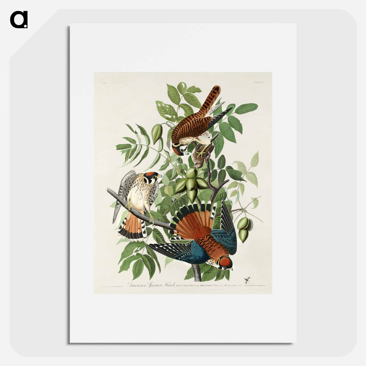 アートポスター-American Sparrow Hawk
- ジョン ジェームス オーデュボン Poster.