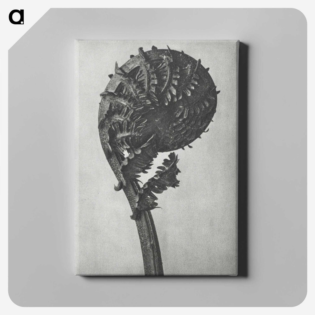 1-48_Karl-Blossfeldt_canvas