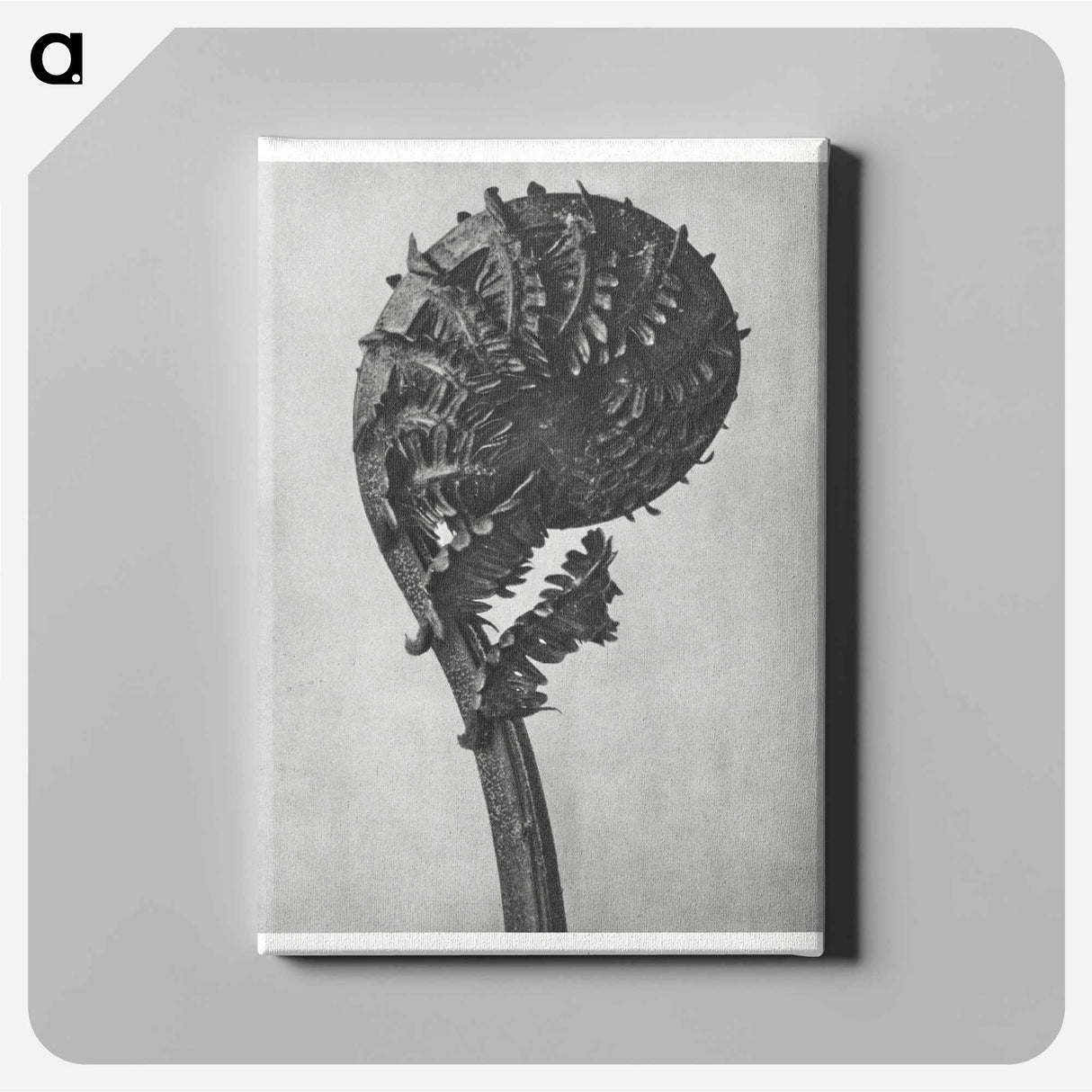 Struthiopteris Germanica - カール ブロスフェルト Canvas.