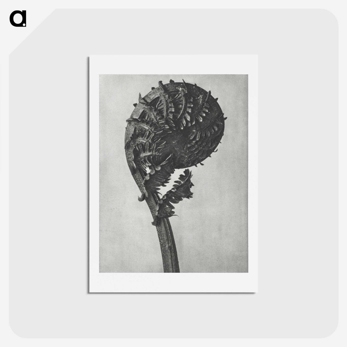 1-48_Karl-Blossfeldt_hagaki