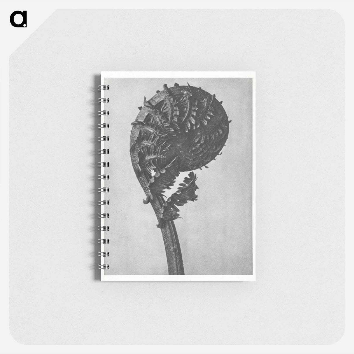 Struthiopteris Germanica - カール ブロスフェルト Memo.