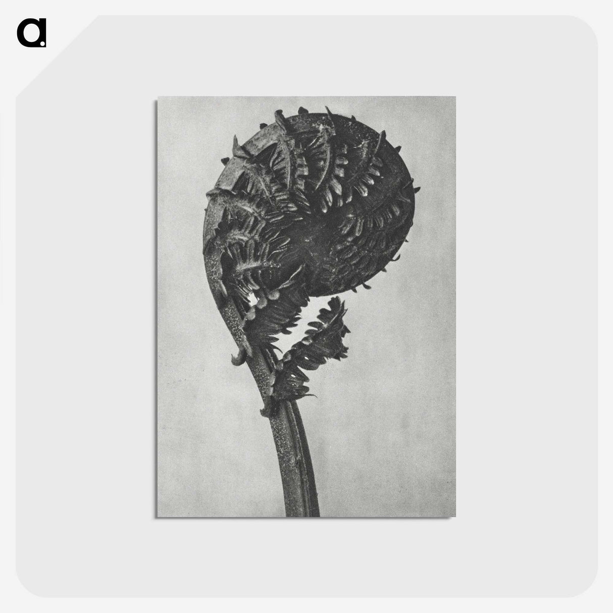 1-48_Karl-Blossfeldt_postcard