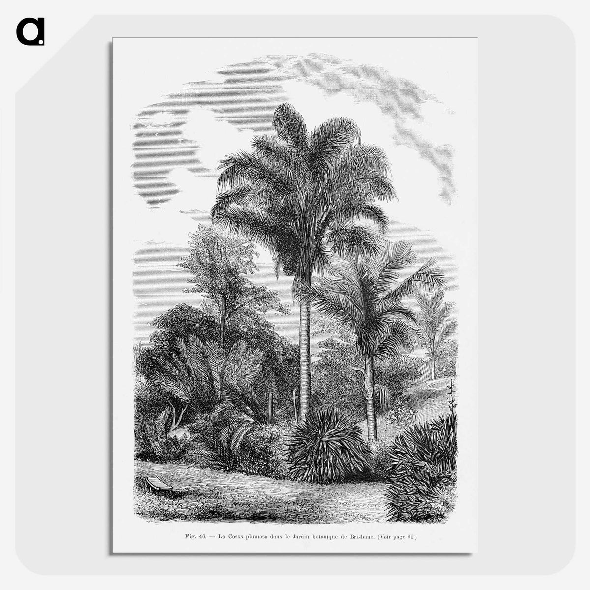 1-48_Les-Palmiers-Histoire-Iconographique_picture-crop