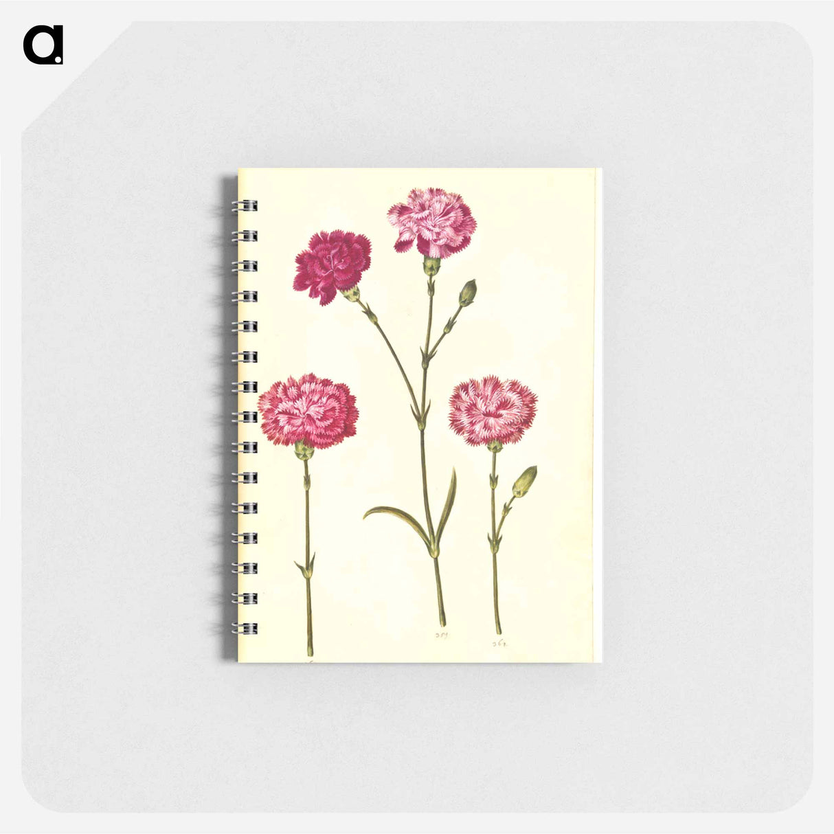 アートメモ帳-Dianthus caryophyllus
- マリア ジビーラ メーリアン Memo.