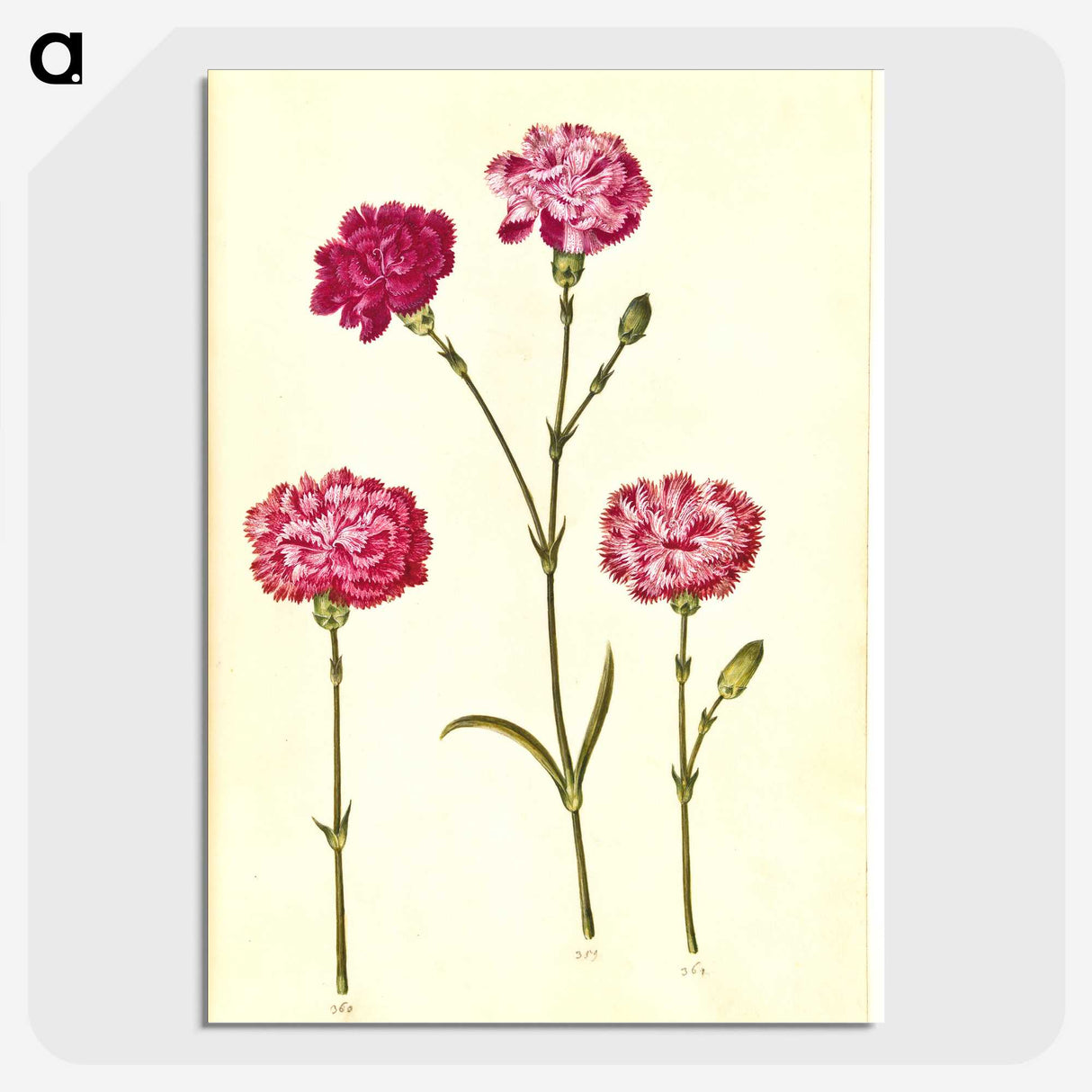 1-48_Maria-Sibylla-Merian_picture-crop