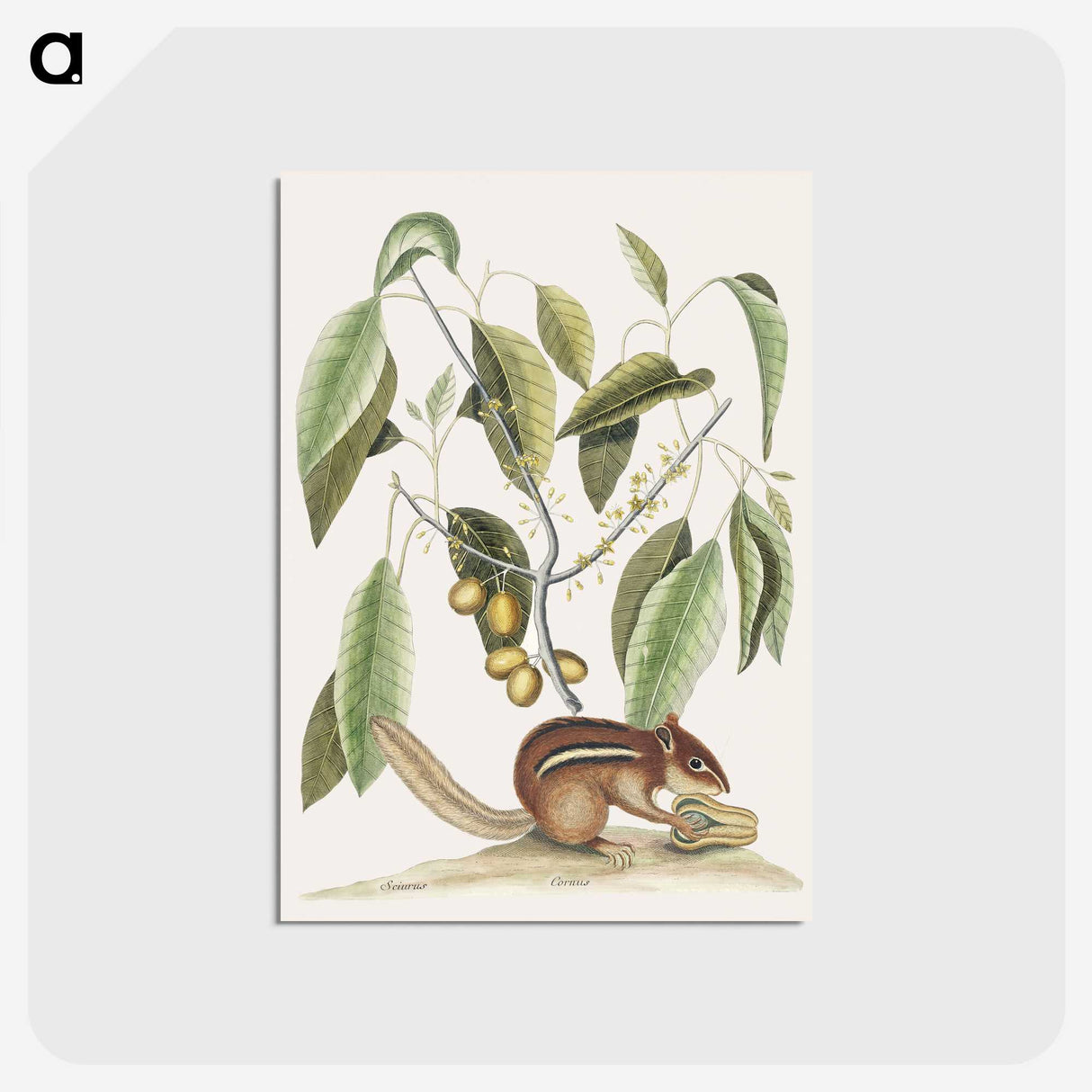 1-48_Mark-Catesby_postcard