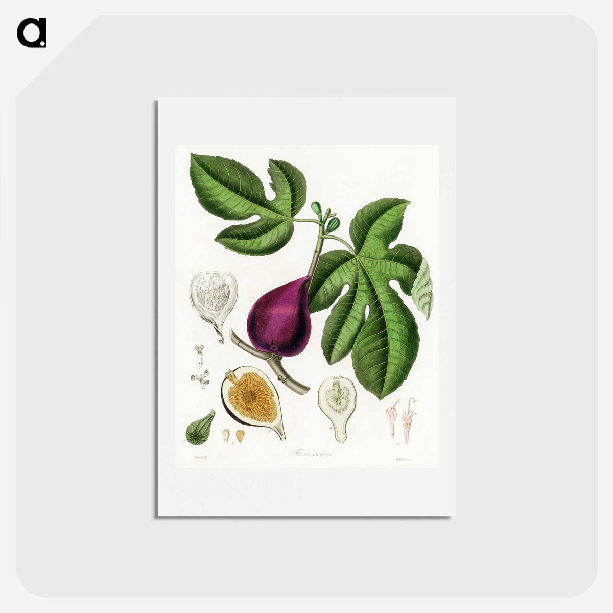 1-48_Medical-Botany_hagaki