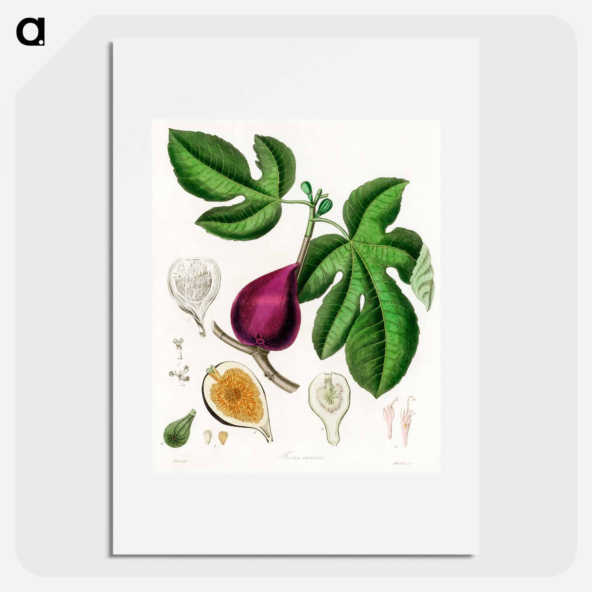 アートポスター-Ficus carica
- 薬用植物学 Poster.