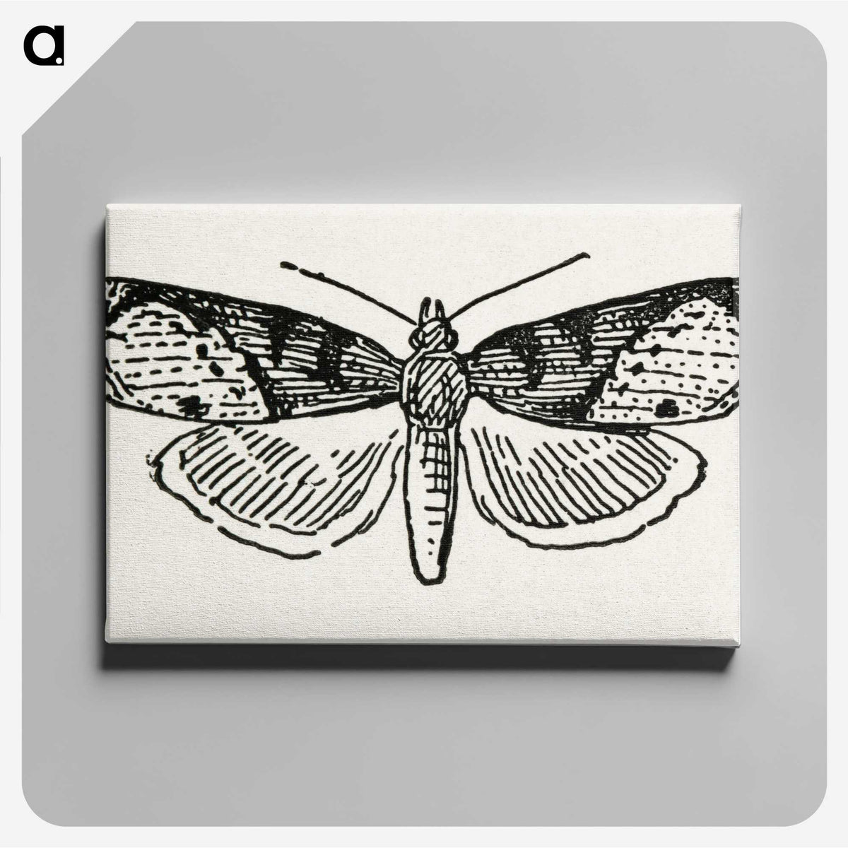 1-48_Moths-and-Butterflies-of-the-United-States_canvas