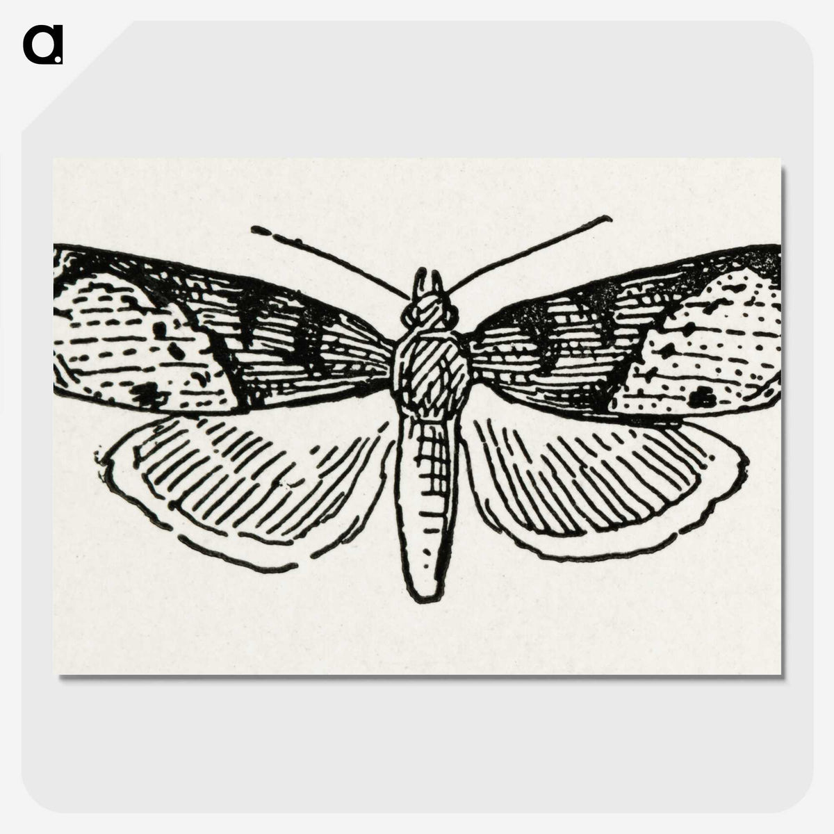 1-48_Moths-and-Butterflies-of-the-United-States_picture-crop