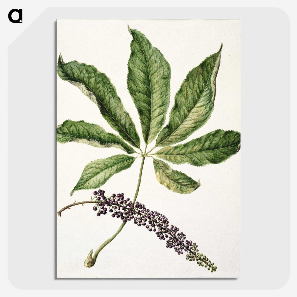 1-48_Native-Flowering-Plants-of-New-Zealand_picture-crop
