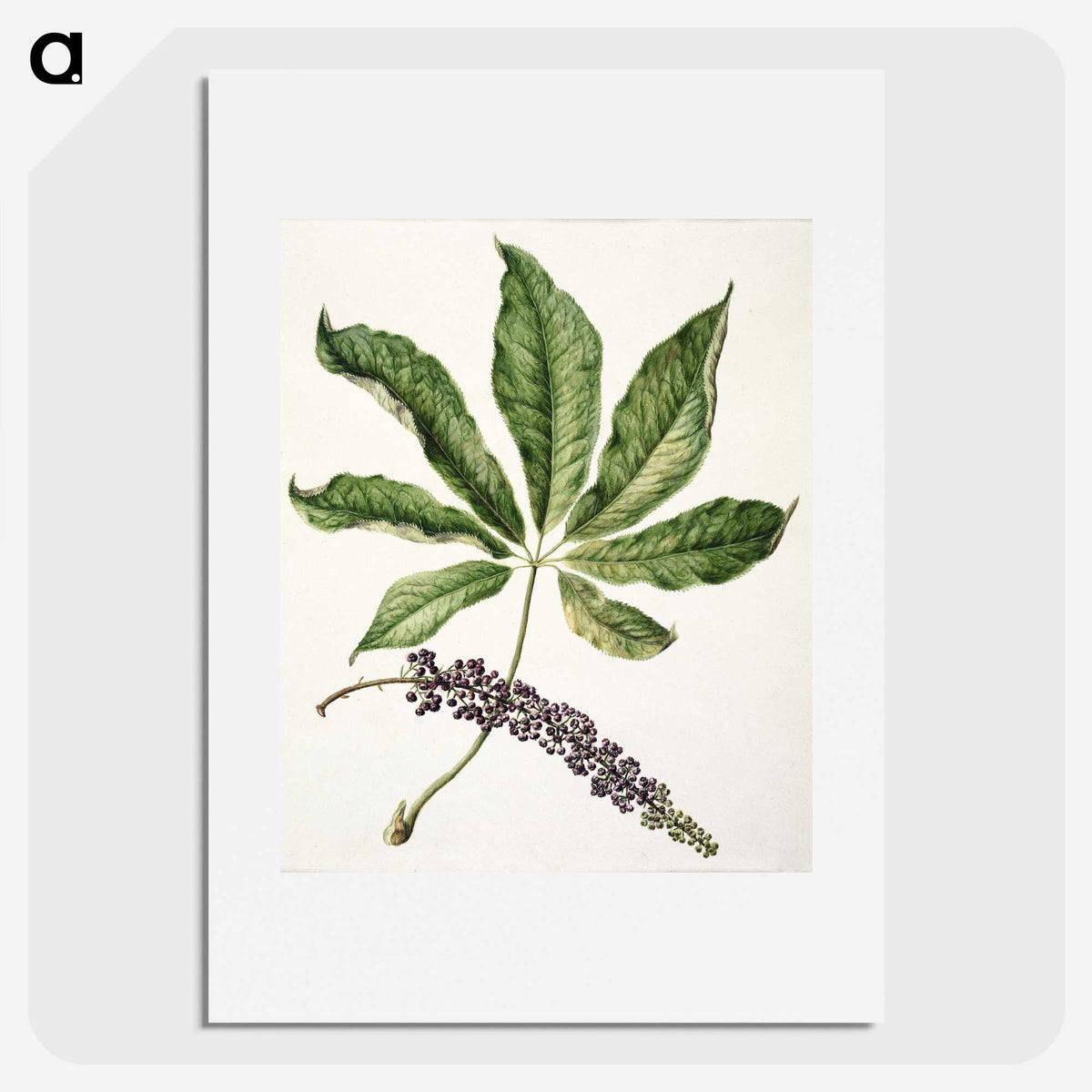 1-48_Native-Flowering-Plants-of-New-Zealand_picture