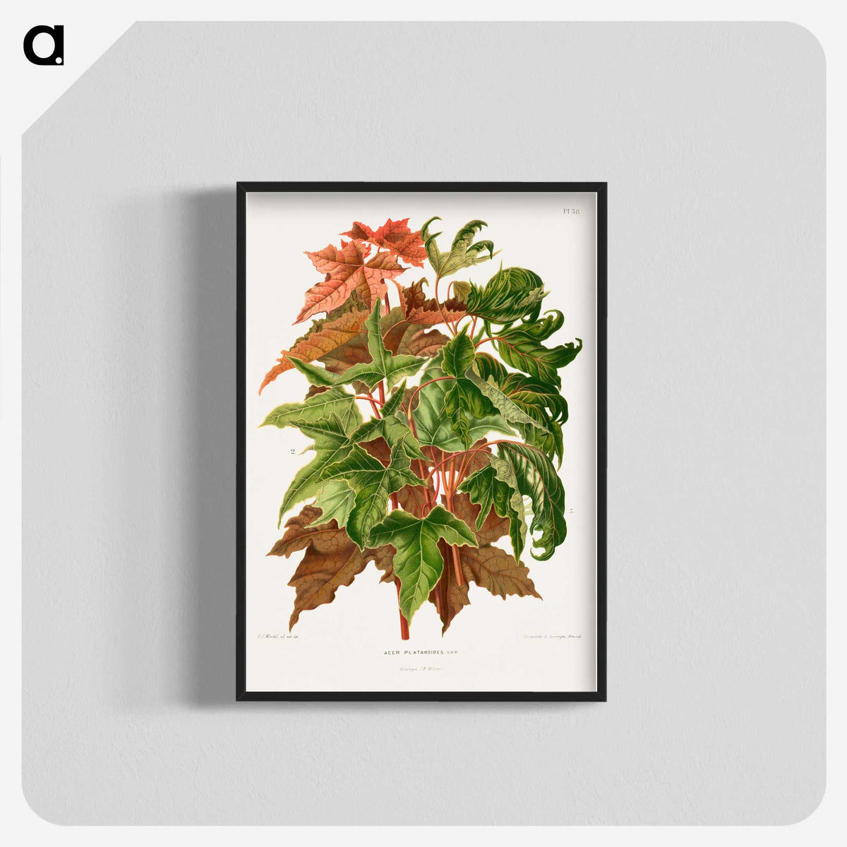 1-48_Nederlandsche-Flora-en-Pomona_blk-crop