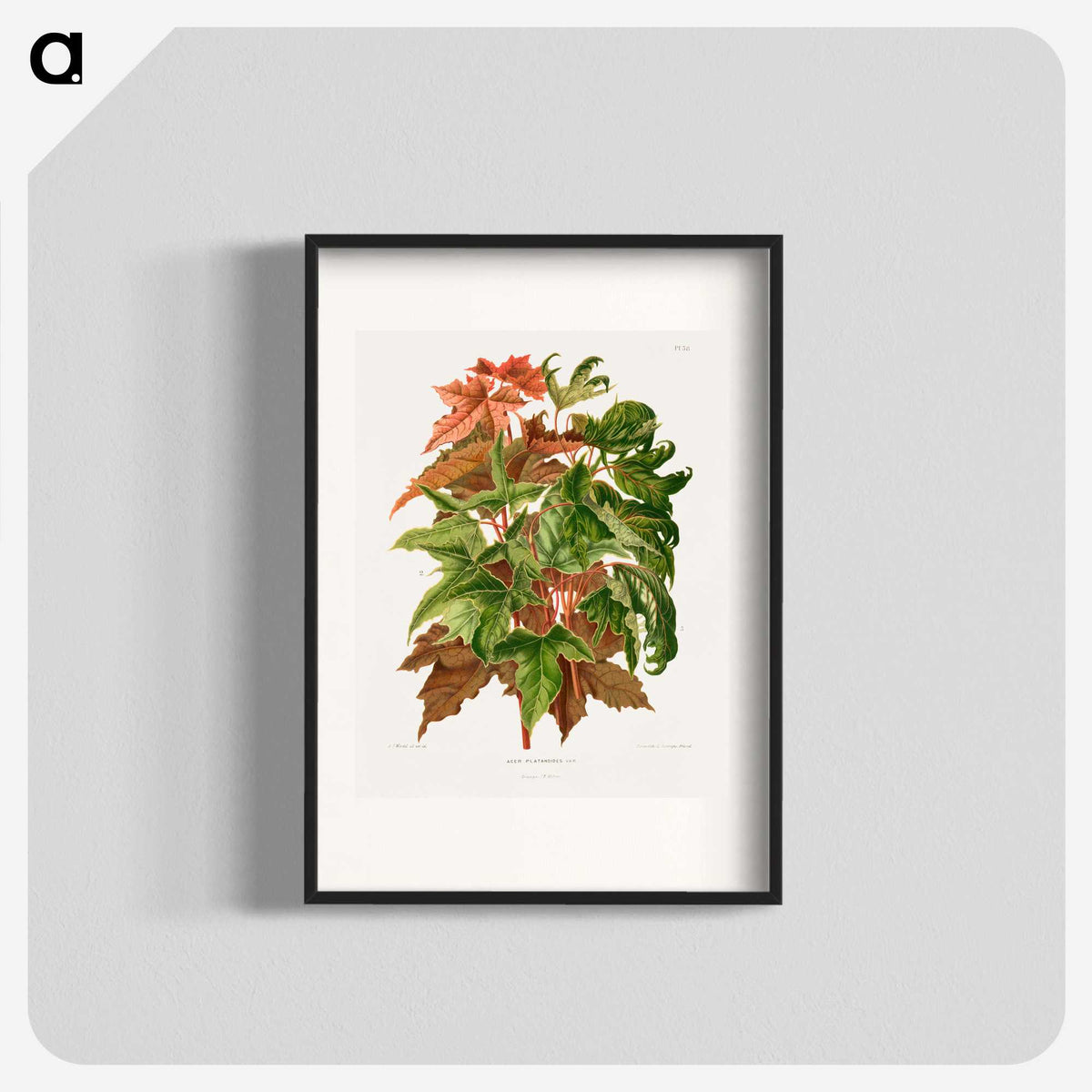 1-48_Nederlandsche-Flora-en-Pomona_blk