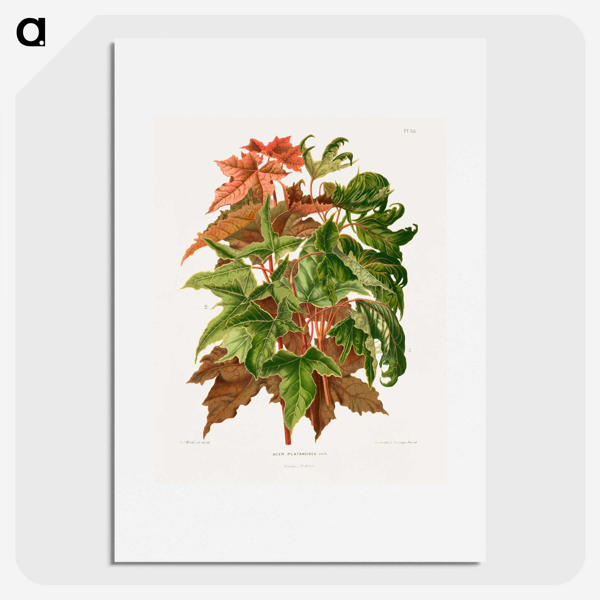 1-48_Nederlandsche-Flora-en-Pomona_picture