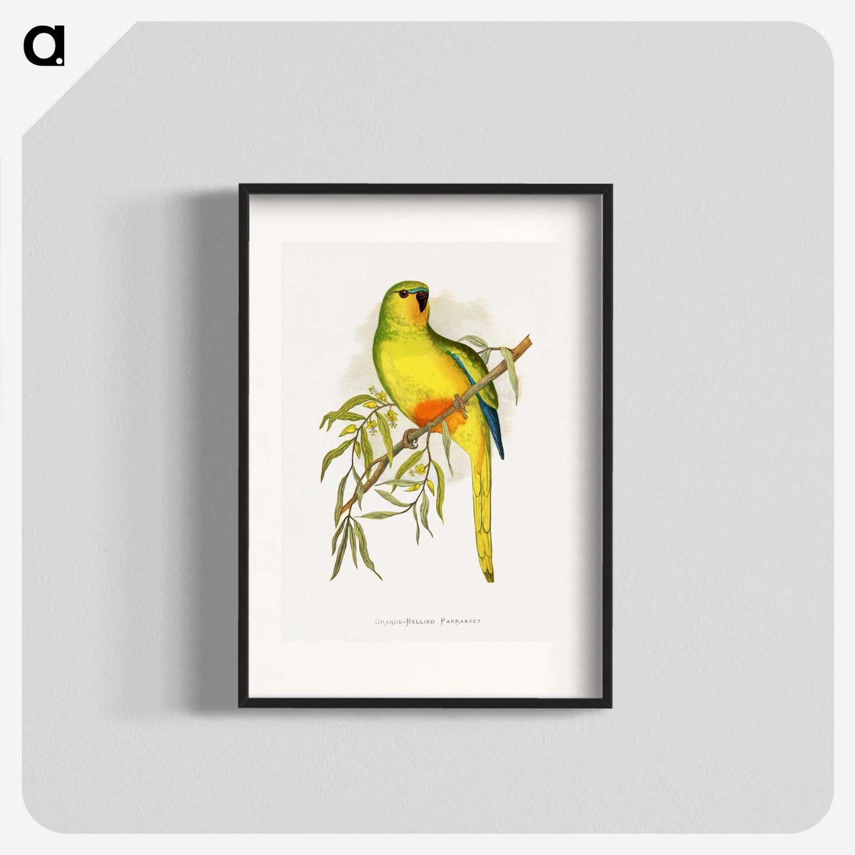 1-48_Parrots-in-Captivity_blk