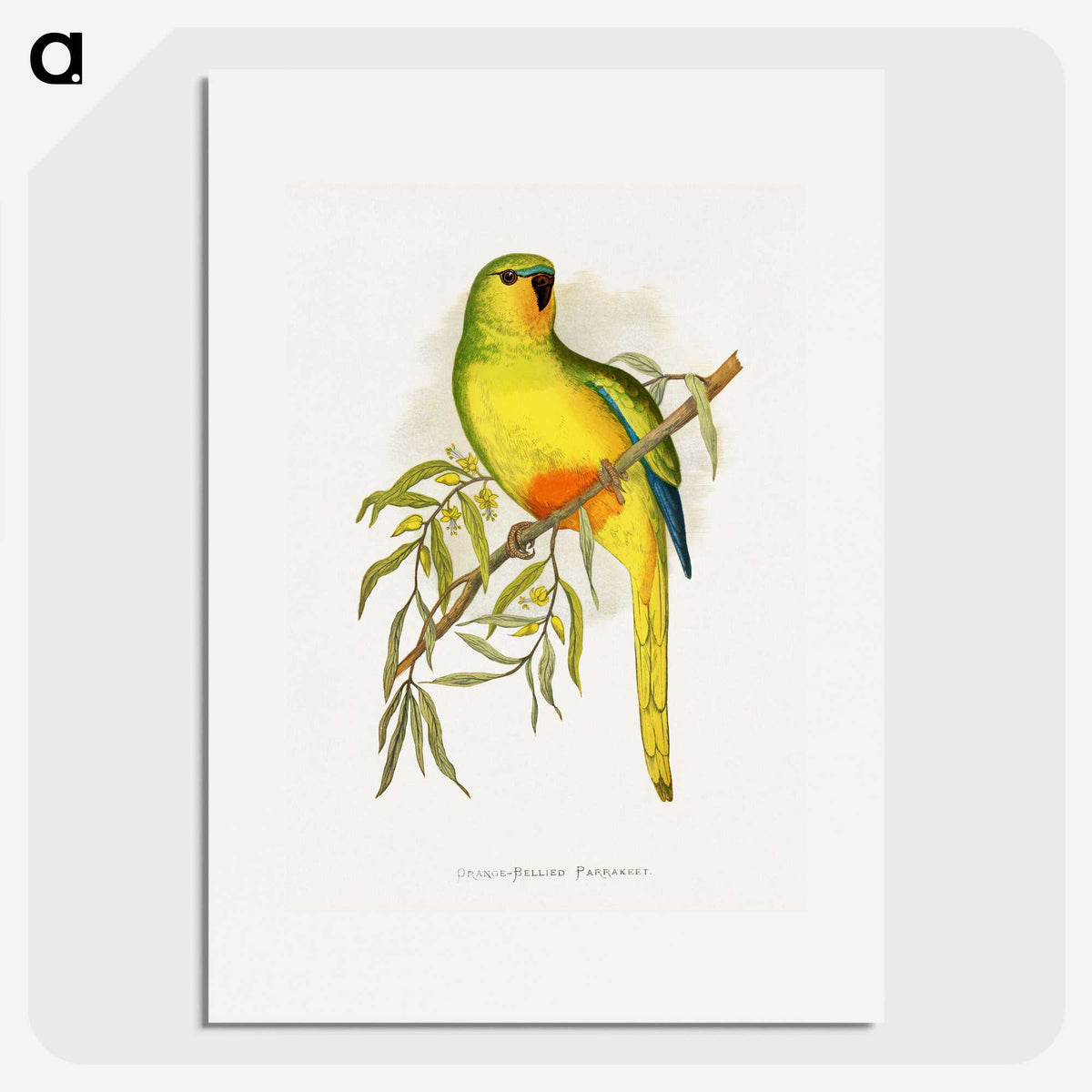 1-48_Parrots-in-Captivity_picture