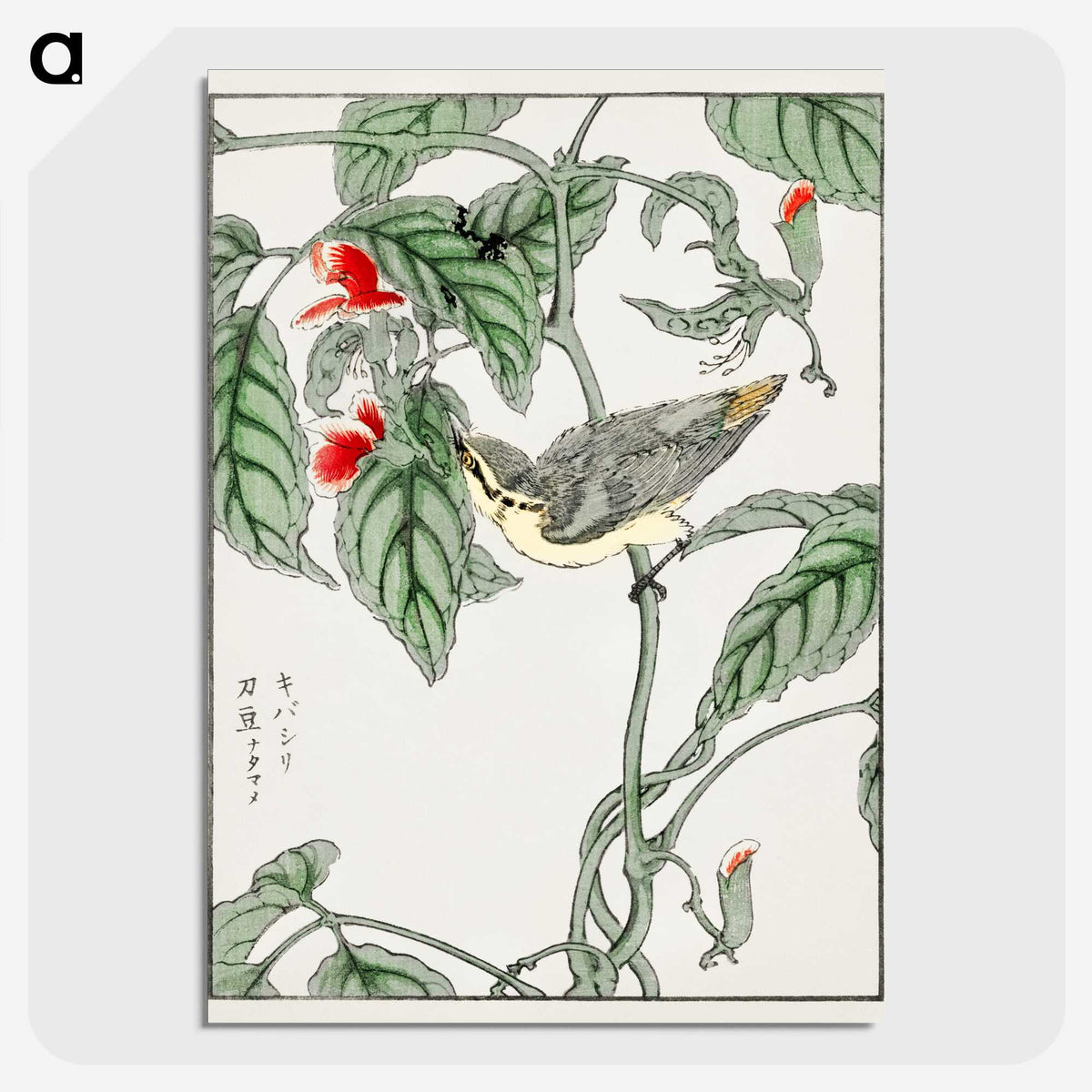 1-48_Pictorial-Monograph-of-Birds_picture-crop