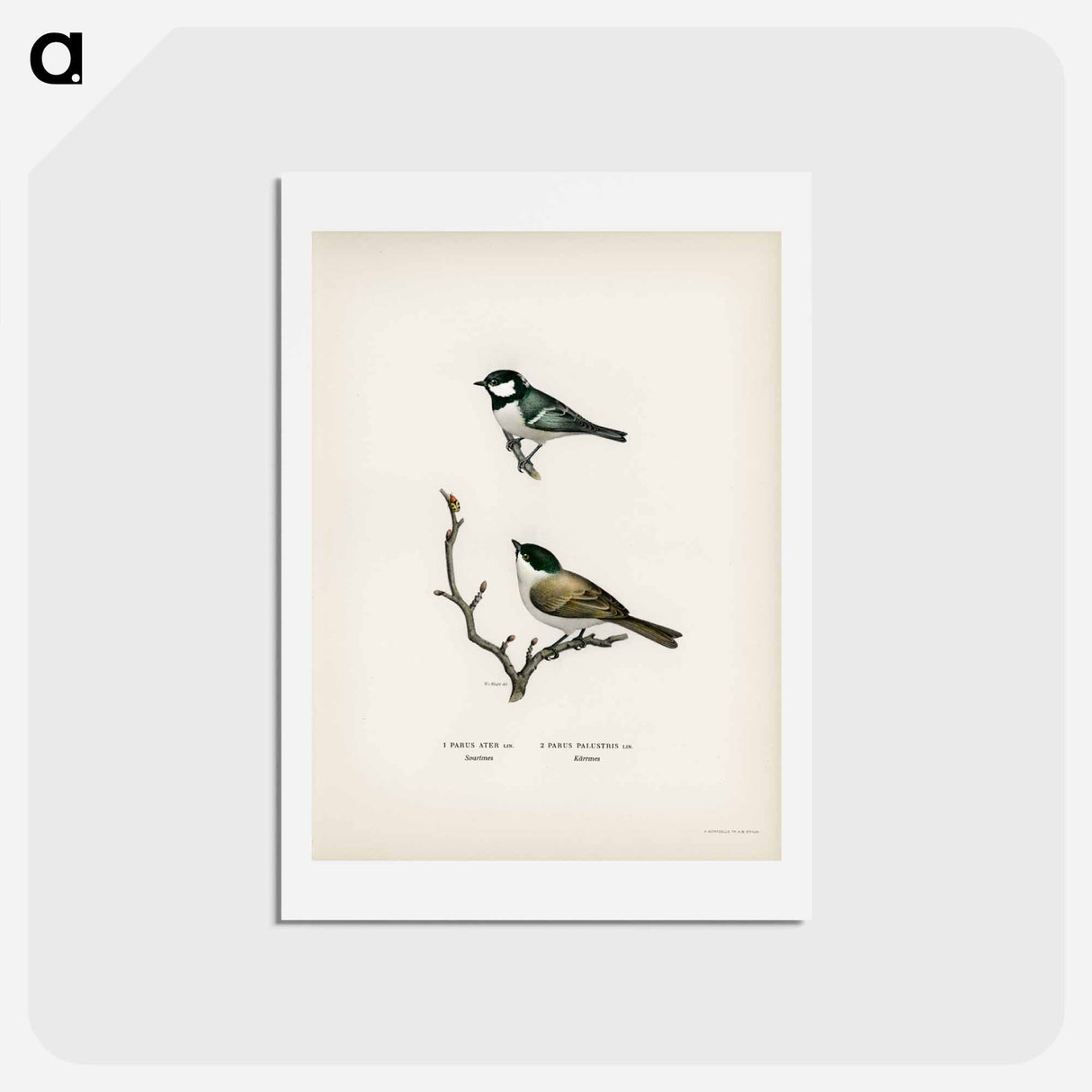 アートポストカード-Coal Tit and Marsh Tit
- スヴェンスカ フォグラル Postcard.